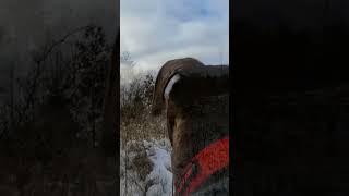 Dog's GoPro Fails in Freezing Forest!