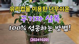 #구기자 삽목 집에서도 100%성공하는 손쉬운 방법(20241020) #구기자 #구기자삽목 #구기자 물꽂이 #신장과 간과 폐에 좋은 약초