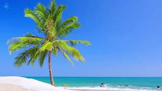  Tropical White Sand Beach with the Sound of Soothing Ocean Waves for Sleeping or Relaxation Enjoy!