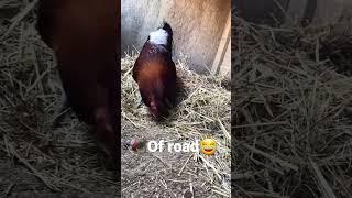 #animals #farmlife #farming #ofroad #zoo #4k #youtubeshorts #shorts #video #viral