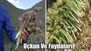 Uçkun [ Işgın ] Nedir Faydaları Nelerdir?   |  Uçkun Otu