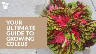 Your Complete Guide to Coleus Care:  From Seed to Harvest