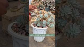 Propagate Succulents Easily by Cutting