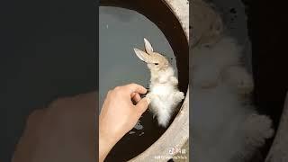 RABBIT MOM  you can't guess how many to go in, Videos Cute moment you never know before #yt #569