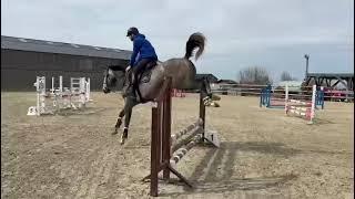 4 yo mare by Quistello van de Helle (Quinar) - First jumps under saddle - *SOLD to Belgium*