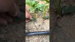 The Correct Way Of Remove Old Leaves From Strawberry Plants #satisfying #short