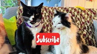 Wednesday Fluff - Live Stream