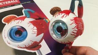 目の構造4D模型 4D HUMAN EYEBALL Anatomy Model