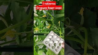 1 таблетка и огурцов нарастает море, подкормка огурцов для большого урожая #огурцы