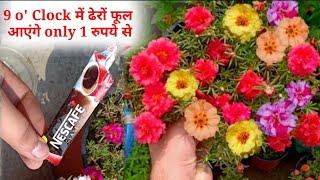 9 o' Clock/Portulaca में ढेरों फूल आएंगे only 1 रुपये से || How To Get Flowering On Moss Rose