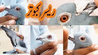 RACER PIGEONS SELECTION|| RACING PIGEON TRAINING||