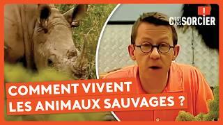 Comment vivent les animaux sauvages ? - C'est pas sorcier