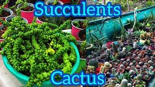 Succulents | Cactus | Varkey Ancy Succulents & Cactus farm | Jobin Magic World