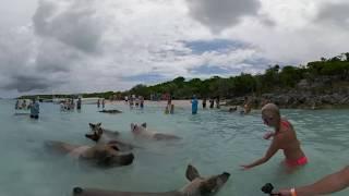 Exuma Swimming Pig Tour In Virtual Reality! Bahamas Tourism