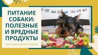 Чем кормить собаку: сбалансированное натуральное питание для собак, чем кормить йоркширского терьера