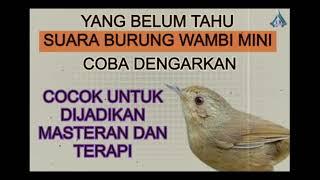 WAMBI MINI GACOR  COCOK UNTUK MASTERAN BURUNG LAIN