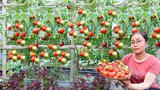 This Is The Easiest Way To Grow High Yielding Tomatoes At Home