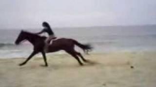 Slow motion horse gallop on beach