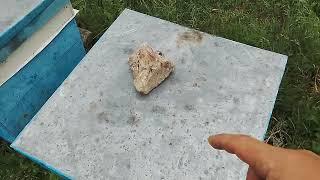 Пасека приём пчеломаток