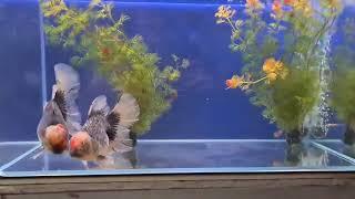 Oranda goldfish from JoeGoldFish - Malaysia