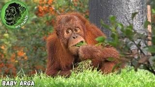 Little Orangutan Arga Wants Playtime With Sister