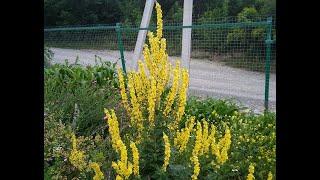 Медоносы. Коровяк Мучнистый (Verbascum lychnitis)