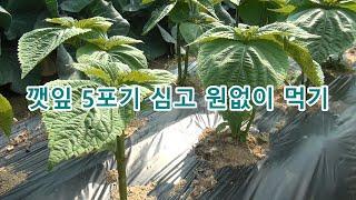 깻잎 5포기 심고 원없이 먹는 깻잎재배 방법