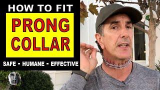 How To Fit a PRONG COLLAR on your DOG - Sizing Fit and Use - Robert Cabral - Dog Training Video