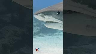 Tiger Shark smile and close pass #shark #sharks #ocean #explore #sharkdiving Tiger Beach