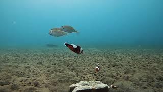 Snorkeling in reef and fish sanctuary