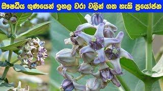 ඖෂදිය ගුණ ඇති වරා ශාකයෙන් ගත හැකි ප්‍රයෝජන - calotropis gigantea / Wara