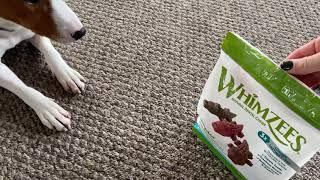 Basenji Loves WHIMZEES Natural Dental Chews | Ragnar vs. Alligator 