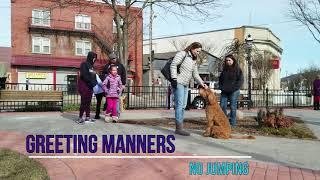 Philadelphia Dog Trainers ||| OLK9 Lehigh Valley ||| 8 Month Old Goldendoodle, Sophie