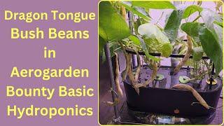 Dragon Tongue Bush Beans grown in Aerogarden Bounty Basic Hydroponics