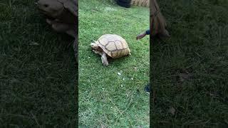 WATCH ALPHIE ( THE TORTOISE) EAT THE  #coolday #cooldude #tortoise