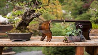 Bonsai Display Fundamentals