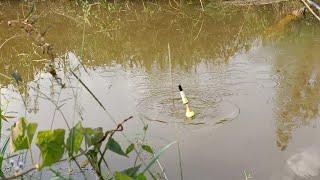 BENAR-BENAR PANEN MANCING DISAAT MUSIM KEMARAU MAS BROO..!!