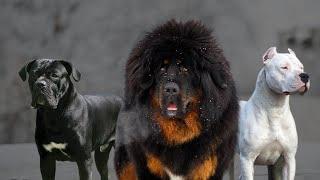 The Top 10 Most Powerful Mastiff Dog Breeds