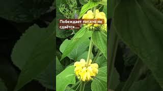 #вдохновение #успех #цитаты #саморазвитие #цитатыосмысле #мотивацияивдохновение
