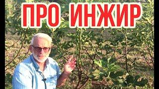 Про инжир / ИНЖИР посадка и уход / Игорь Билевич