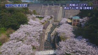 NBC長崎放送　Nスタプラス長崎　長崎ばーどアイ　西山下流公園に咲く桜(長崎市)