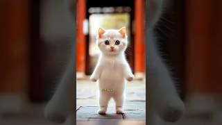 Cute kitten #cat #lovecats #cats #catvideos #kittens #catlover #princesscat #kitten