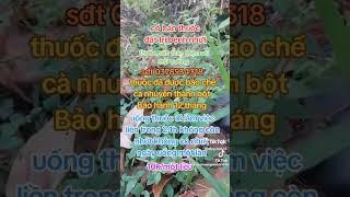 thuốc nam trị bệnh nhứt