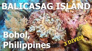 Scuba Diving in Balicasag Island, Bohol, Philippines