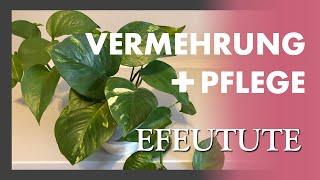 Efeutute vermehren und pflegen  Epipremnum / Pothos