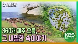 360개 제주 오름, 그 내밀한 속이야기 [UHD특집다큐 2부작 2편 화산섬 오름꽃_그 섬에 내가 있었다] / KBS 20171124 방송