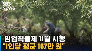 임업직불제 11월 시행…"1인당 평균 167만 원" / SBS