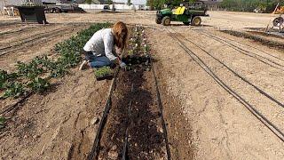 Pinching & Planting Snapdragons + a Few More Flower Seedlings! ️ // Garden Answer