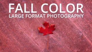 Fall Color Large Format Photography | 2023