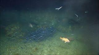 Deep relaxation: Meditate to the rhythms of deep-sea fish